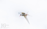 Iceland white tern by jack graham