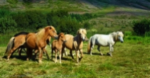 Iceland wild horses by jack graham
