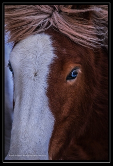 Icelandic horse with blue eyes