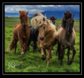 Iceland-horses-JULY2014
