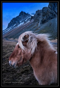 horse in iceland